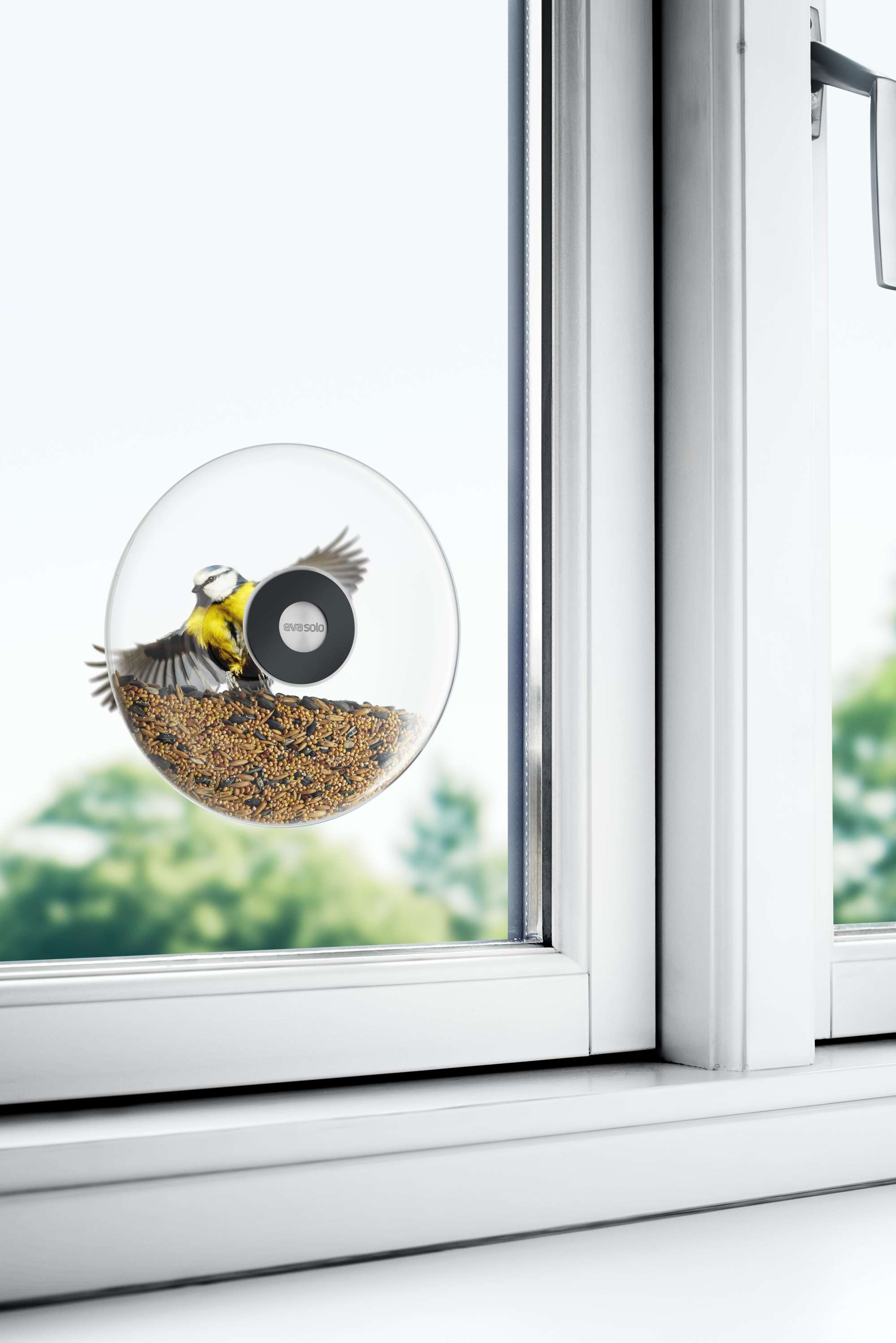 Indoor bird feeder window